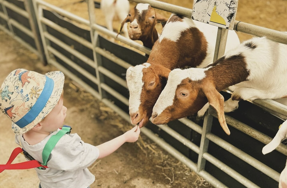 Child feeding goats